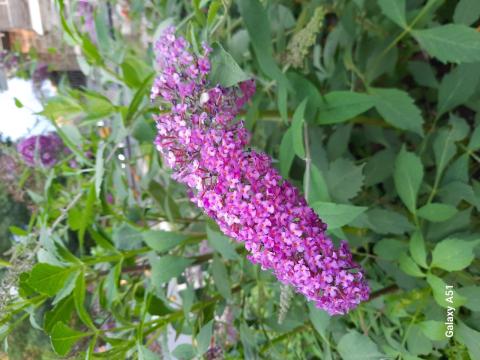 2024 Rosemary's Garden